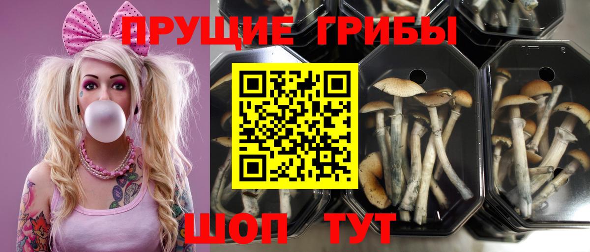 Наро-Фоминск  Псилоцибиновые грибы ЛСД  Вход с VPN 